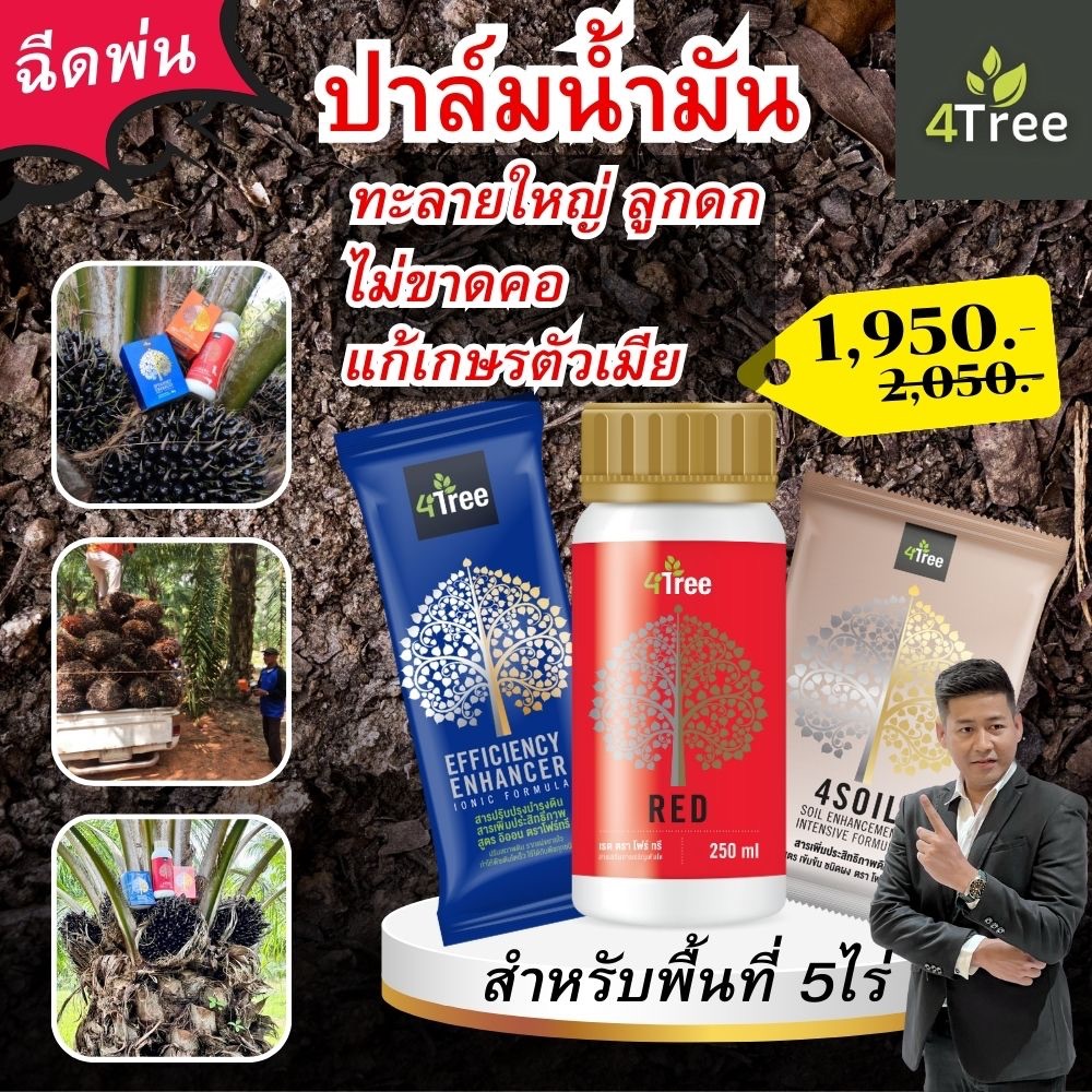 4tree(โฟร์ทรี)อะมิโนปาล์มน้ำมัน 5 ไร่ช่วย ลดเกษรตัวผู้ ทะลายใหญ่ ลูกดก ไม่ขาดคอ ช่วยลดปุ๋ยเคมีฉีดพ่น