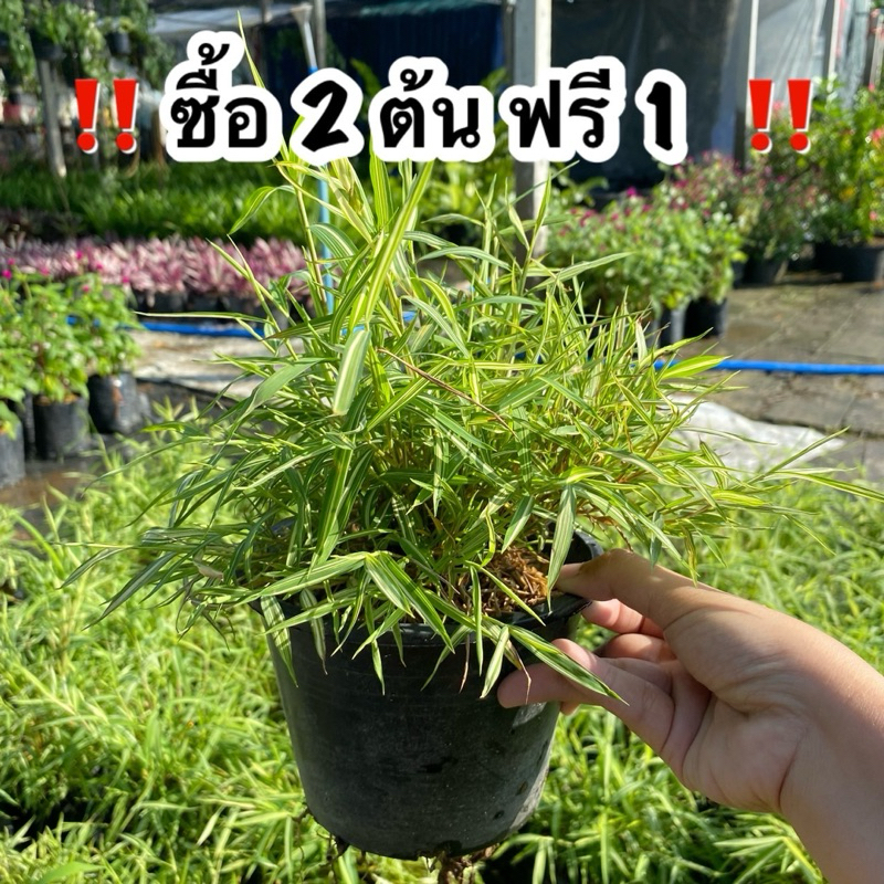 !! 2 แถม 1 !! ไผ่แมว ต้นไผ่เงิน ช่วยย่อยอาหารให้น้องแมว