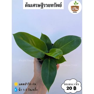 ต้นเศรษฐีรวยทรัพย์ จัดส่ง 2 ต้นขึ้นไป คละแบบได้