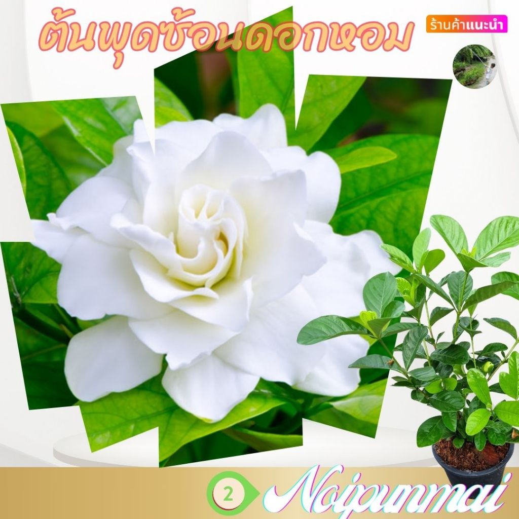 ต้นพุดซ้อนเศรษฐีบางใหญ่ กระถาง6นิ้ว
