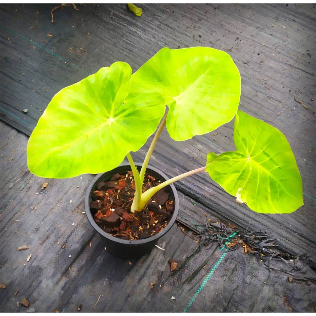 โคโลคาเซีย มิวอิโกล สูง35-45 cm. Colocasia Muai Gold ในกระถาง6นิ้ว