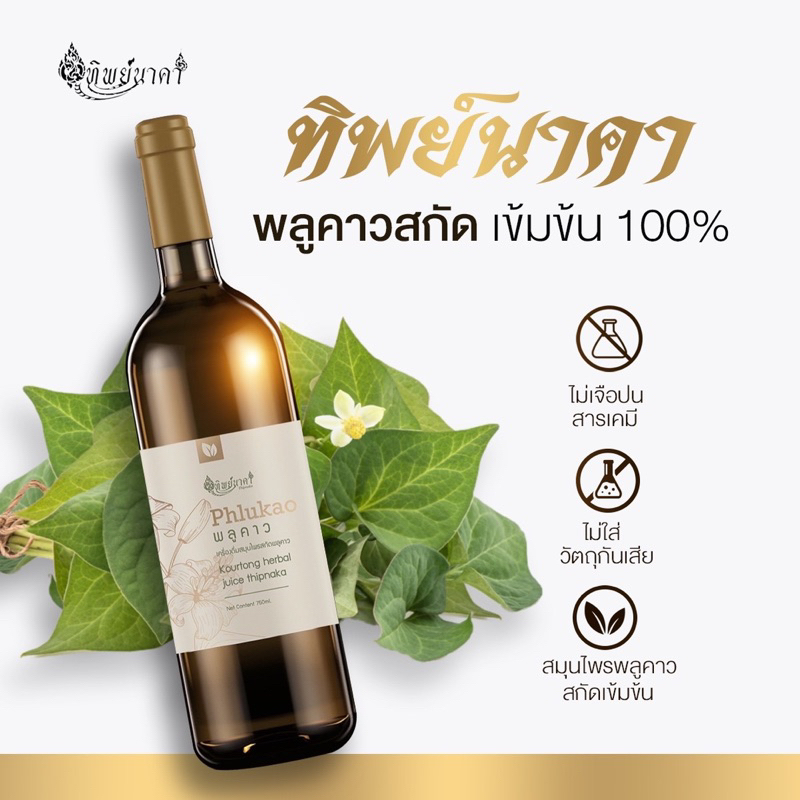 สมุนไพรพลูคาว(คาวตอง)ทิพย์นาคาออแกนิคแท้สกัดเข้มข้นสูตรดั้งเดิมส่งตรงจากโรงงาน