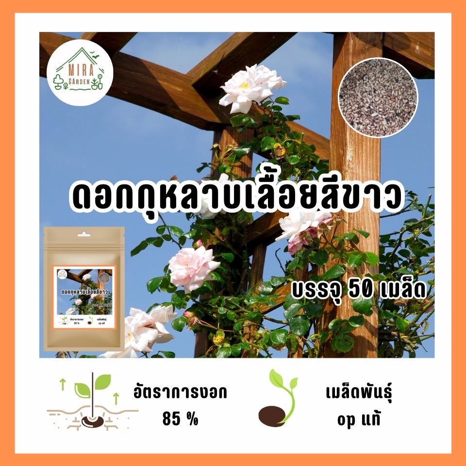 เมล็ดพันธุ์ ดอกกุหลาบเลื้อยสีขาว 50 เมล็ด เมล็ดพันธุ์ดี อัตรางอกสูง OPแท้ ปลูกซ้ำได้