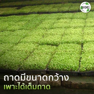 SGE ถาดเพาะกล้า เพาะข้าว นาดำ รุ่น GTMG ไม่กรอบแดด ผลิตจากพลาสติก PP ของแท้จาก SGE