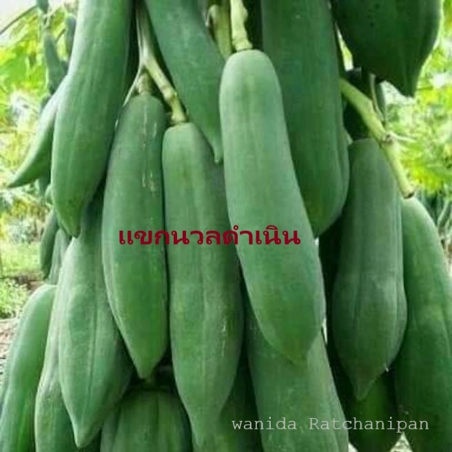 เมล็ดพันธุ์มะละกอแขกนวลดำเนินบรรจุ150เมล็ดแถมฟรีวิธีปลูก