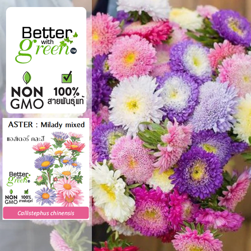 เมล็ดพันธุ์ แอสเตอร์ มิเลดี้ คละสี 150 เมล็ด (ASTER : Milady mixed) betterwithgreen นำเข้า การันตีสายพันธุ์