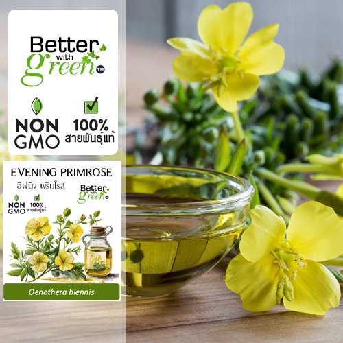 เมล็ดพันธุ์ อีฟนิ่ง พรีมโรส 200 เมล็ด (EVENING PRIMROSE) นำเข้า การันตีสายพันธุ์