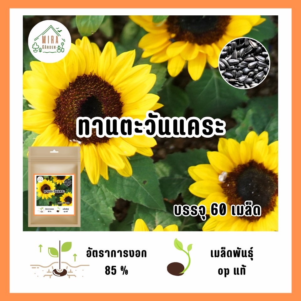 เมล็ดพันธุ์ดอกทานตะวันแคระ50เมล็ด