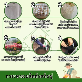 เมล็ดพันธุ์ ดอกเดซี่แอฟริกัน150 เมล็ด