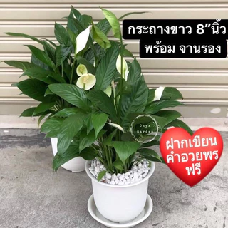 ต้นเดหลีหรือPeace’lilyไม้มงคลไม้ฟอกอากาศ