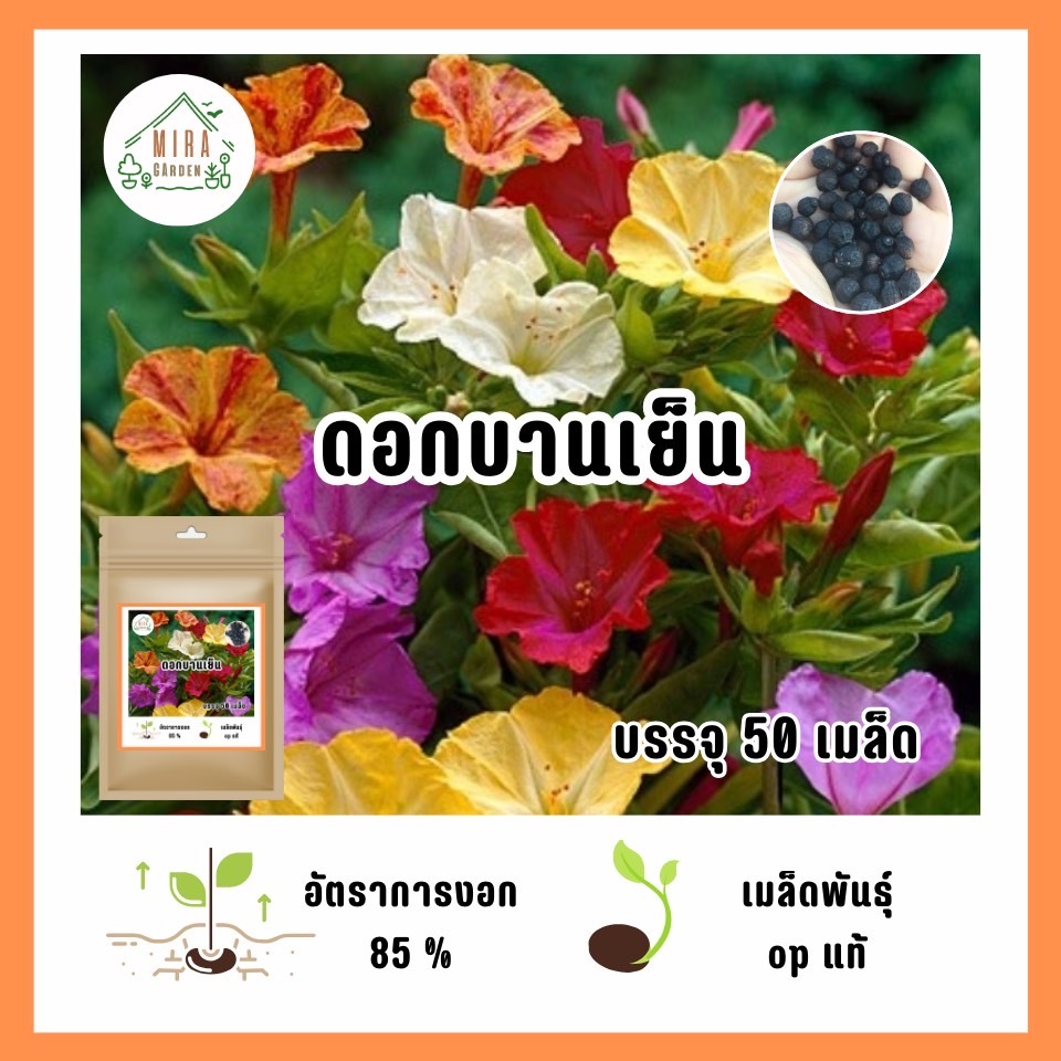 เมล็ดพันธุ์ ดอกบานเย็น50 เมล็ด