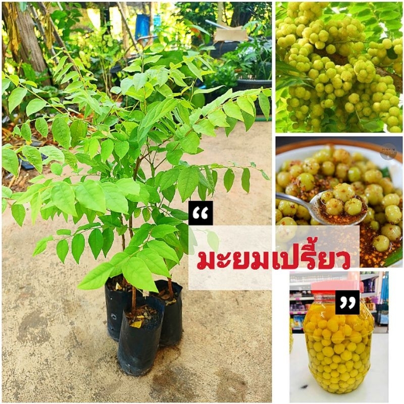 ต้นมะยมเปรี้ยว ไม้มงคล นิยมปลูกหน้าบ้าน ผลนำไปทานสด ,ดอง,เเช่อิ่ม ,ใบอ่อนกินได้  ต้นเเข็งเเรงพร้อมปลูก