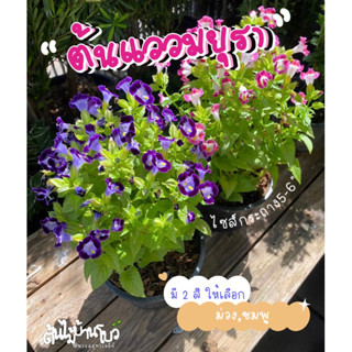 ต้นแววมยุรา/ทอรีเนีย ดอกชมพู/ม่วง ส่งแบบถุงชำไม้ดอกกินได้ ตก…