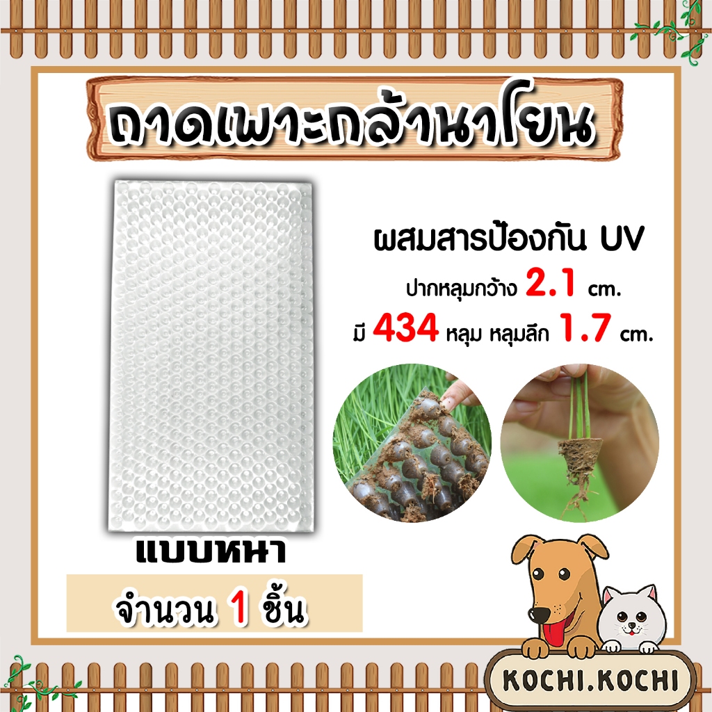 ขายส่ง!! ถาดเพาะกล้านาโยน (แบบหนา) 434 หลุม 1ชิ้น เพาะต้นกล้า เพาะนาโยน ปลูกกล้านาโยน ปลูกข้าว เหนียว ทน