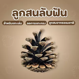 [ลดการกัดกรง] ของเล่นสำหรับลับฟัน ของเล่นติดกรง เพื่อสุขภาพฟันที่ดีของแฮมสเตอร์และสัตว์ฟันแทะทุกชนิด