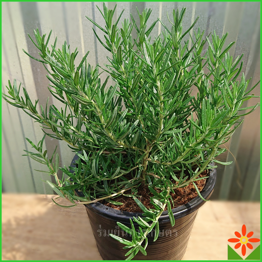 ต้นโรสแมรี่ รากเดินเต็มกระถาง 8นิ้ว โรสแมรี่ rosemary พร้อมขยายลงกระถางใหญ่