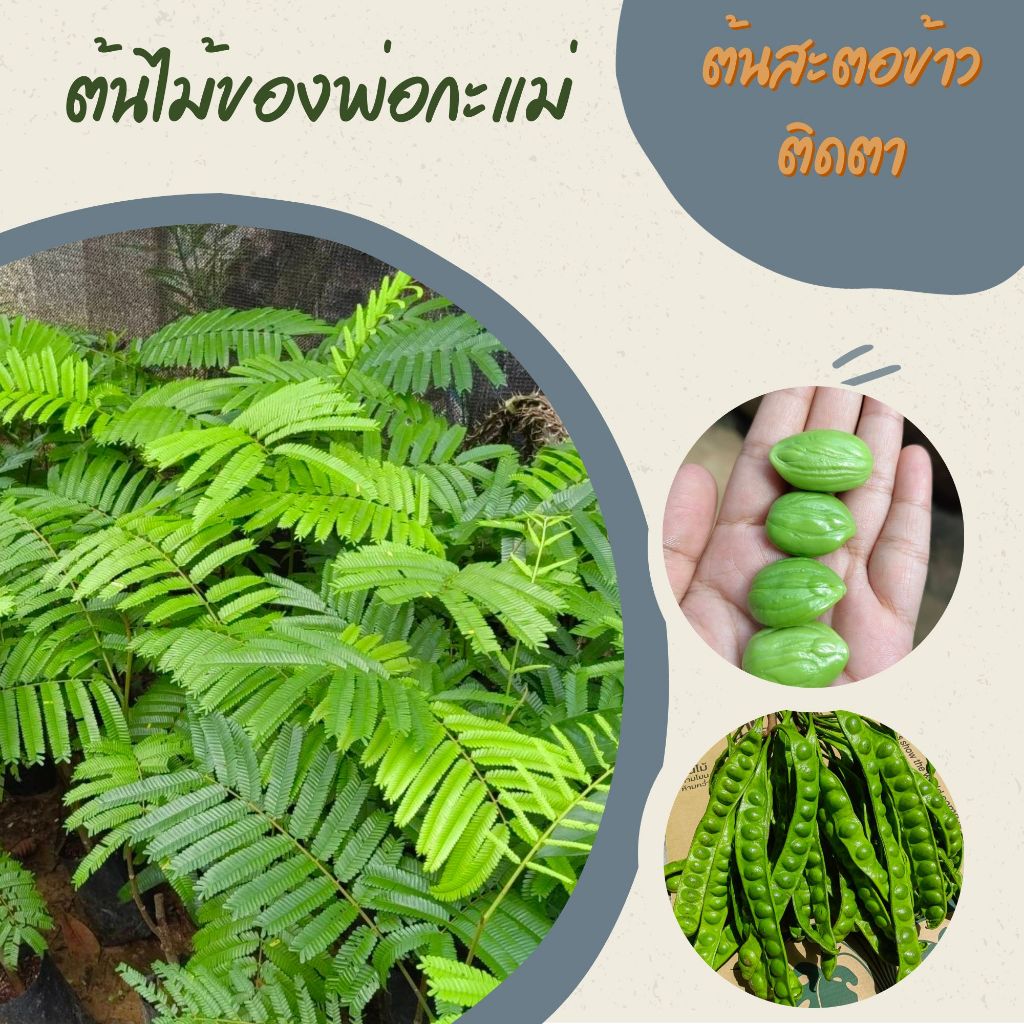 ต้นสะตอข้าว ชุด2ต้น หวาน มัน​ อร่อย ติดตา ติดผลไว  ความสูง 60เซ็นต์ค่ะ