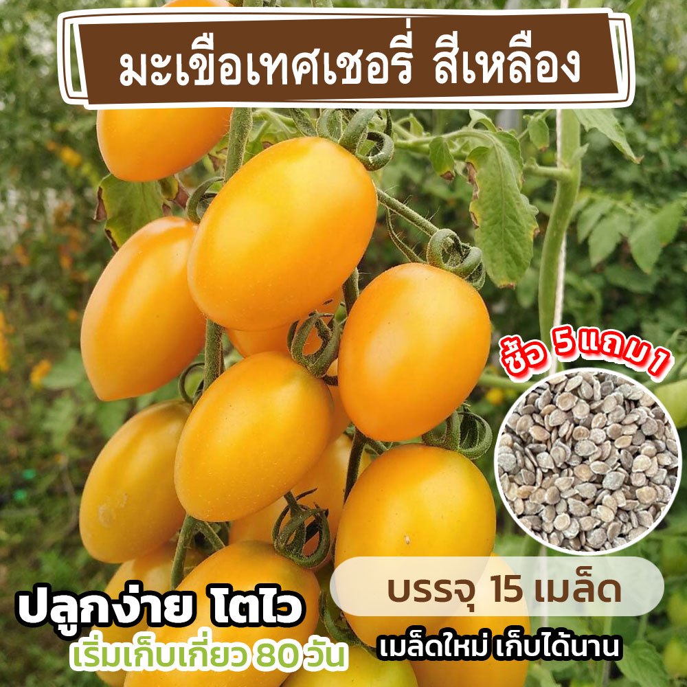 【ซื้อ 5 แถม 5 ฟรี】เมล็ดพันธุ์มะเขือเทศเชอรี่สีเหลือง 200 เมล็ด เมล็ดปลูกผักผลไม้