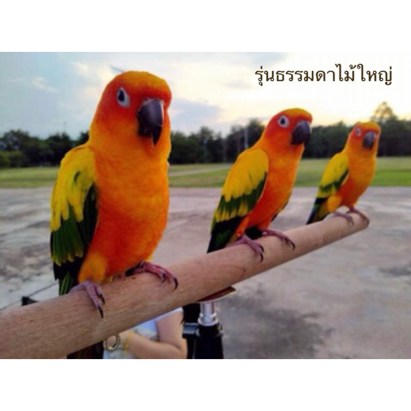 คอนฝึกนก ไม้เนื้อแข็งยาว70 ซม. (เฉพาะไม้คอน) ไม่รวมขาตั้ง