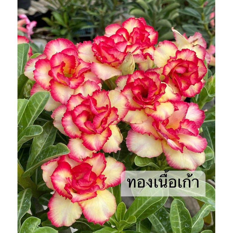 ชวนชมดอกซ้อน "ทองเนื้อเก้า" ขนาดกระถาง 6 นิ้ว (แบบถอนจัดส่ง)