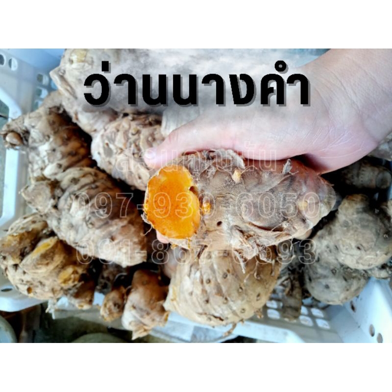 ว่านนางคำ 1 กิโลกรัม