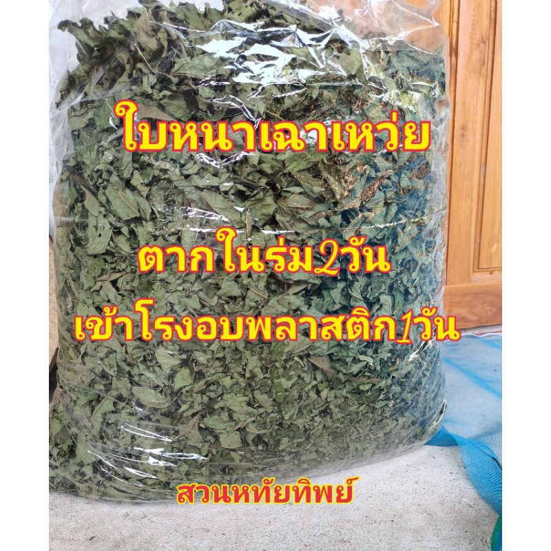 ใบหนานเฉาเหว่ย ตากในร่ม2วันแล้วอบโรงอบพลาสติก ปลอดสาร100%