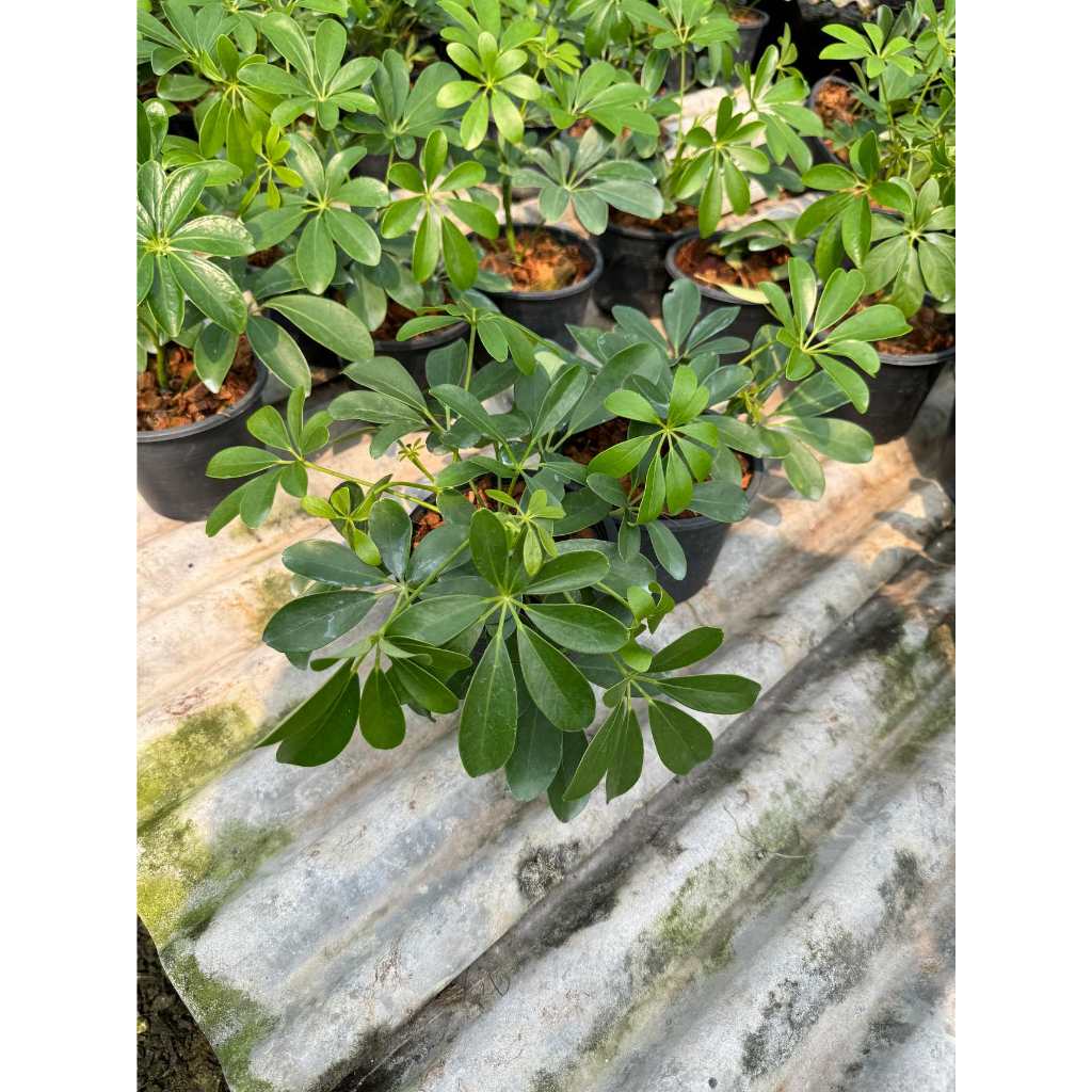 มุมมอง 7