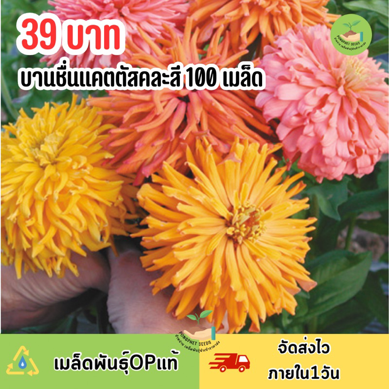 เมล็ดพันธุ์ดอกบานชื่นแคตตัส คละสี บรรจุ 100 เมล็ด