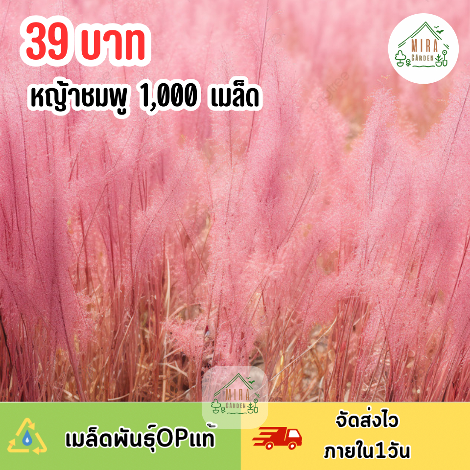 เมล็ดพันธุ์ หญ้าชมพู บรรจุ 1,000  เมล็ด