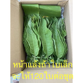 ใบหนาด​สด​  จำนวน70ใบ​ เก็บจากต้น​ ปลอดสารเคมี