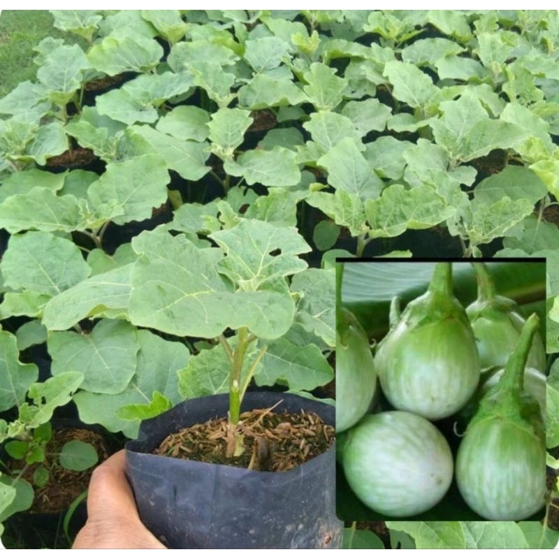 มะเขือเจ้าพระยา1ต้น1ถุงดำ  ผักสวนครัว ให้ผลดก❣️🌷🌷🌷❣️