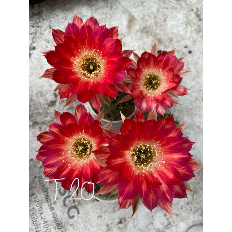 หน่อเด็ดสด/โลบิเวีย(T20)