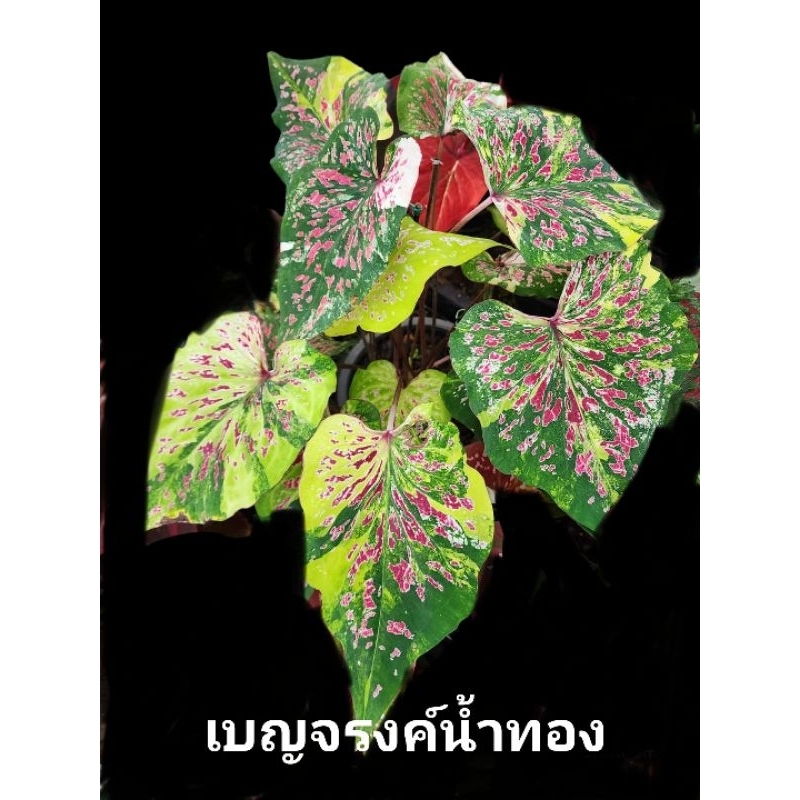 บอนสี  เบญจรงค์น้ำทอง   ด่างสวยๆ โตมากัดสีสวยมาก  กระถาง 4 นิ้ว  2/01/67