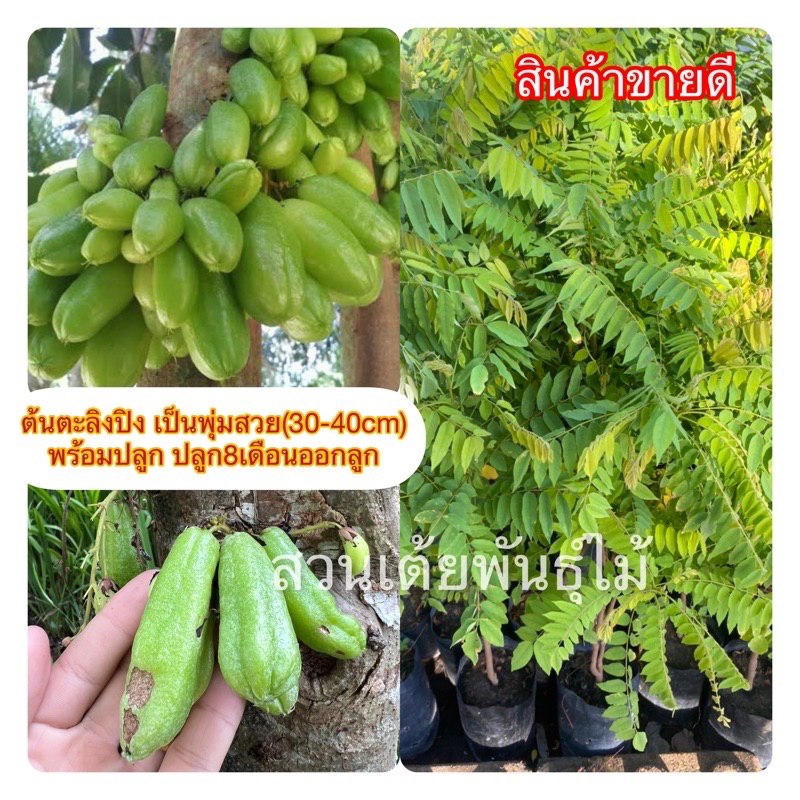 ต้นตะลิงปิงเป็นพุ่มสวยขนาด(30-60cm) พร้อมปลูกลูกใหญ่สายพันธุ์ดก