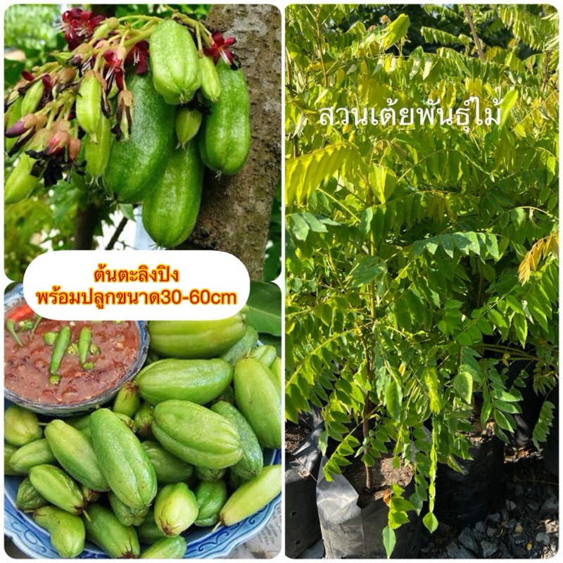 ต้นตะลิงปิงขนาด(30-40cm)พร้อมปลูกปลูก8เดือนออกลูกทั้งปีครับ