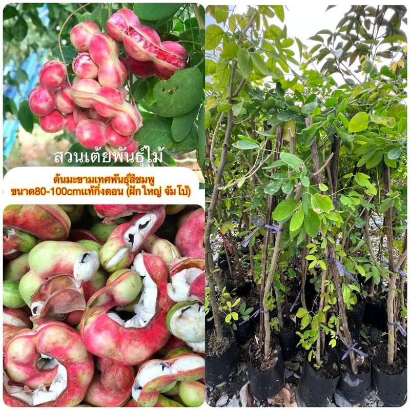ต้นมะขามเทศพันธุ์สีชมพู ขนาด80-100cmฝักหวานไม่มีรสชาติฝาดสายพันธุ์เเท้กิ่งตอน (ฝักใหญ่ จัมโบ้)​