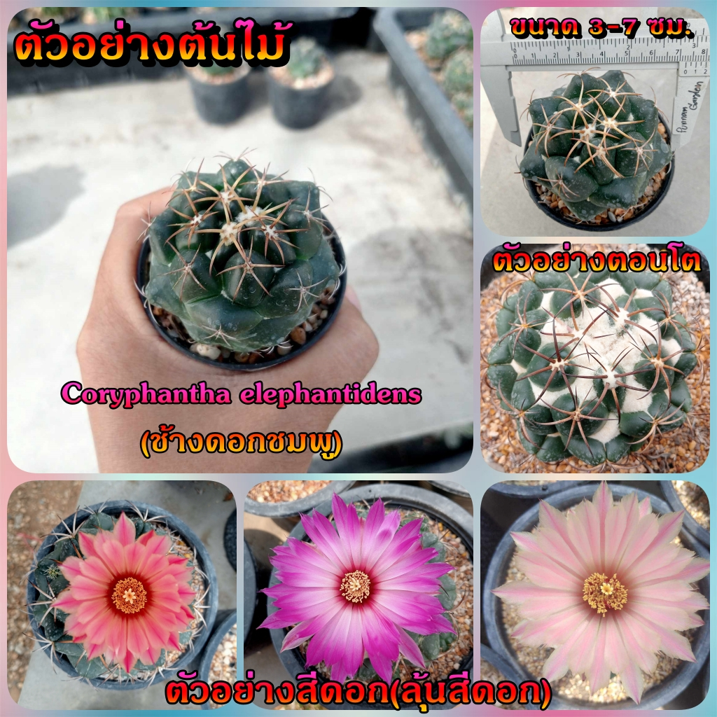 ช้าง Coryphantha elephantidens ไม้ชำหน่อ ขนาด 3-5 ซม. ต้นกระบองเพชร ต้นแคคตัส (แคคตัส กระบองเพชร)