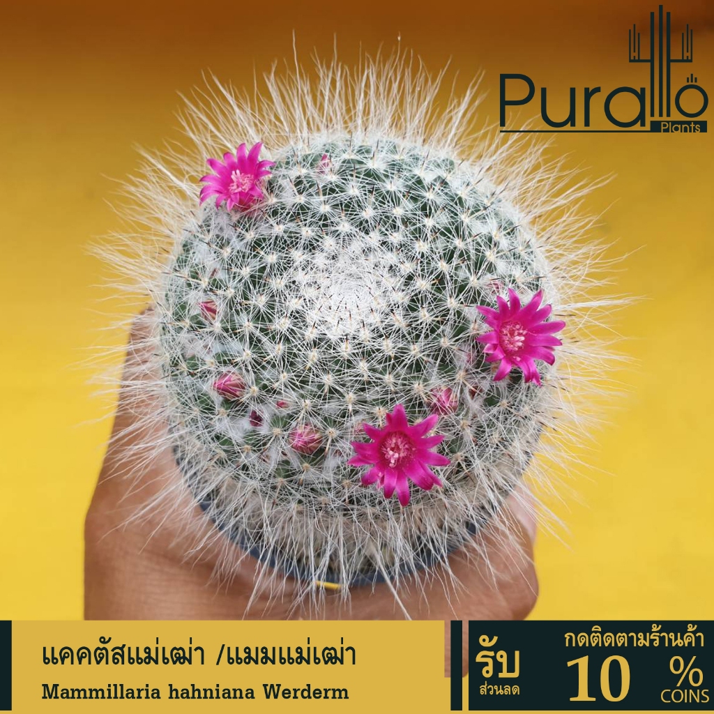 กระบองเพชร แคคตัส cactus Mammillaria hahniana Werderm. ไม้เพาะเมล็ด #ดอกสีชมพู  #สีขาว