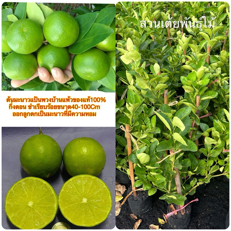 ต้นมะนาวแป้นพวงบ้านแพ้วของแท้100% ❗️มีให้เลือก2ขนาดกิ่งตอนชำเรียบร้อยออกลูกดกเป็นมะนาวที่มีความหอมเปลืองบางมากๆพร้อมปลูก