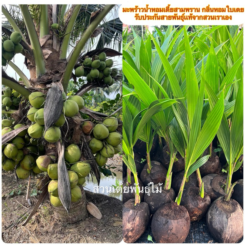 มะพร้าวนํ้าหอมเตี้ยสามพราน กลิ่นหอมใบเตย🌴รับประกันสายพันธุ์เเท้จากสวนเราเอง🌴