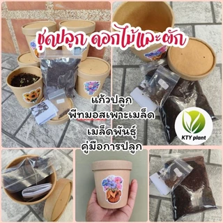 ชุดปลูกดอกไม้​ ชุดปลูกผัก ผักสลัด ผักสวนครัว เดซี่ บาชื่น คอสมอส เบญจมาศ​ สร้อยไก่ แตงกวา​ กวางตุ้ง