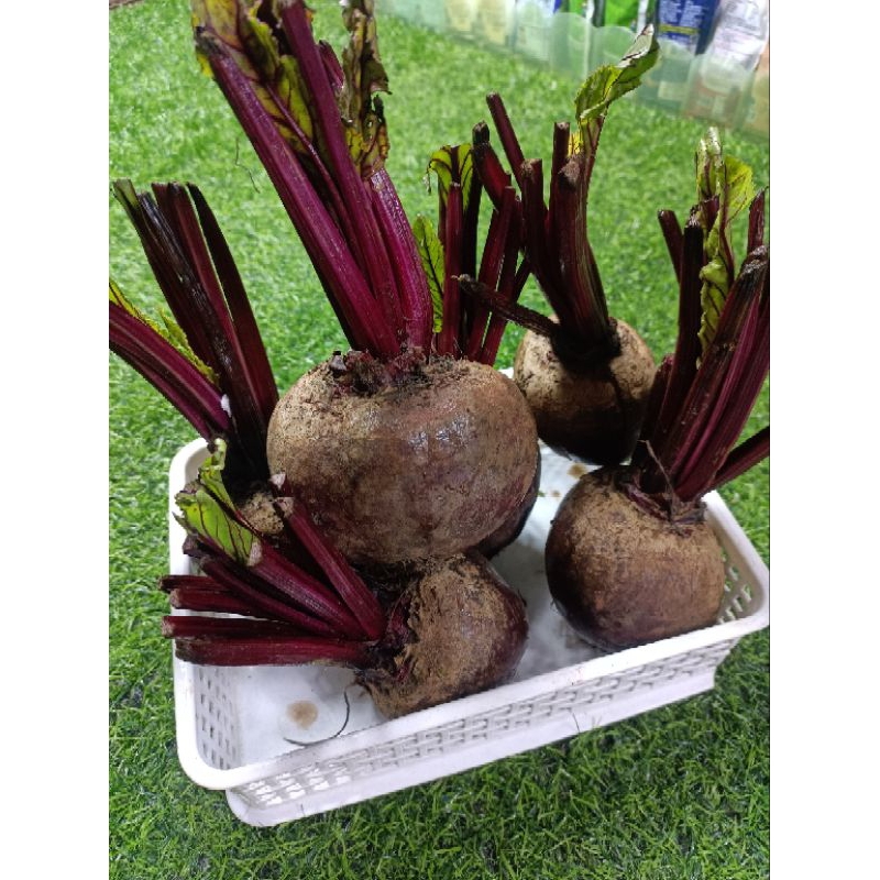 บีทรูทผลสด หัวบีทรูท beetroot สดใหม่