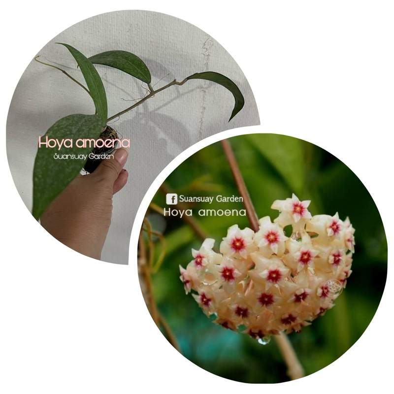 Hoya amoena ดอกสวยละมุนตามาก ใบทรงยาว ลายใบชัด จัดส่งในกระถาง ขนาด 1 นิ้ว โฮยาไม้นิ้ว