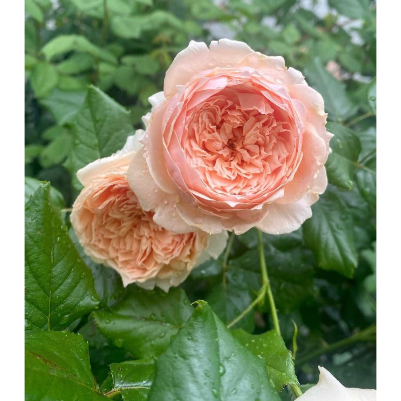 มาโซระกุหลาบกึ่งเลื้อยหอมแรง