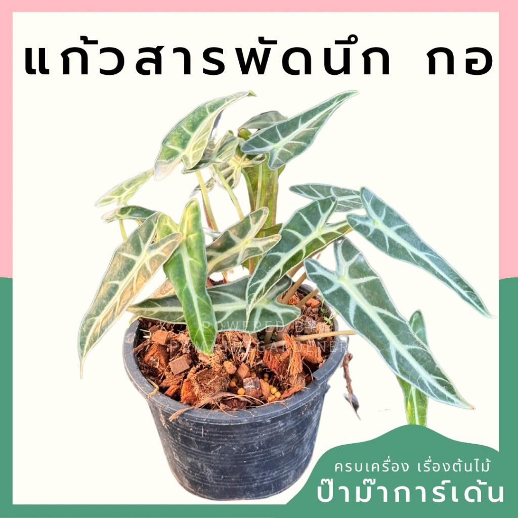 มุมมอง 4