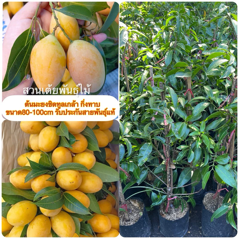 ต้นมะยงชิดทูลเกล้า กิ่งทาบ ขนาด60-80cm เป็นกิ่งทาบโตเร็วออกลูกไวรับประกันสายพันธุ์แท้