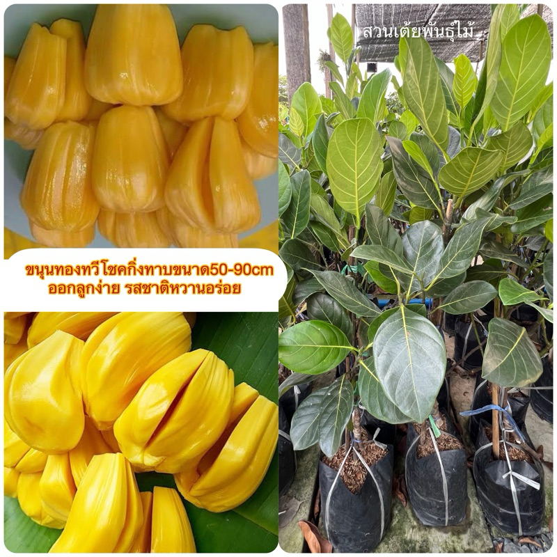 ขนุนทองทวีโชคกิ่งทาบขนาด50-90cm ออกลูกง่าย รสชาติหวานอร่อย