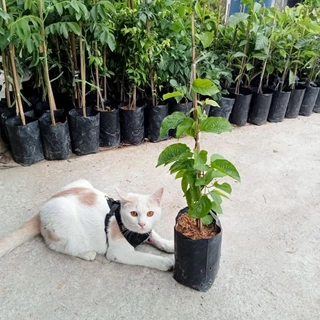 ต้นลัดดาวัลย์🌿ไม้เลื้อยหอมดอกขาวคล้ายหิมะ🌸สูง40-60 ซมถุง6นิ้ว