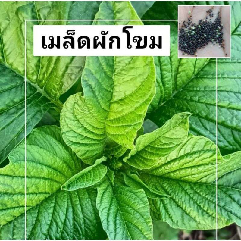 เมล็กผักโขมยักษ์ 1000 เมล็ด ผัดลวกอร่อย งอกง่าย ประโยชน์เพียบ