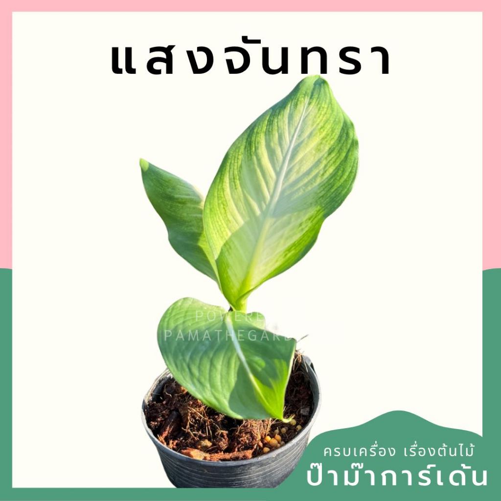 แสงจันทรา พร้อมกระถาง 4 นิ้ว